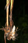 Leafy bulrush